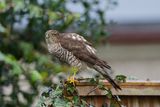 Sparrowhawk