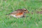Redwing