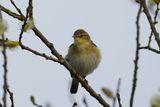 Willow Warbler