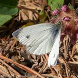 6997-Scheefbloemwitje - Southern Small White - Pieris mannii