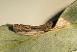 01301 Witstreepwilgenvouwmot - Phyllonorycter salictella