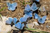 Blauwtjesverzameling, Gathering of blues