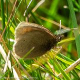 7366 Bergerebia - Mountain Ringlet - Erebia epiphron