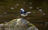 Rouwkwikstaart - Pied Wagtail - Motacilla yarrellii