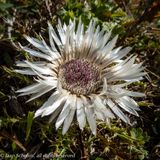 Stengelloze zilverdistel (Carlina acaulis L. subsp. acaulis)
