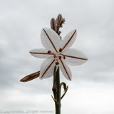 Affodil