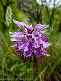 Orchis sp.
