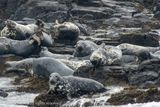 Grijze  Zeehond - Grey Seal - Halichoerus grypus