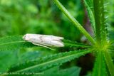 2904a Witte Spaandermot - Blastobasis lacticolella
