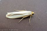 10493 Vaal Kokerbeertje - Hoary Footman - Eilema caniola