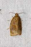 4560 Heggenbladroller - Rose Tortrix - Archips rosana