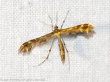 5445 Streepzaadvedermot - Breckland Plume - Oxyptilus distans