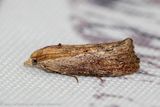 5589 Grote Wasmot - Wax Moth - Galleria mellonella