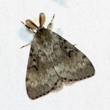 10376 Plakker - Gypsy Moth - Lymantria dispar