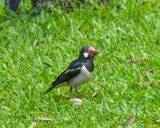 Indian Pied Myna or Asian Pied Starling (Sturnus contra) (DTHN0061)