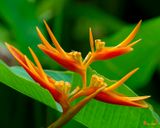 Heliconia (Heliconia sp.) (DTHN0394)