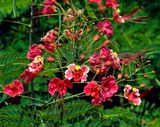 Peacock Flower (Caesalpinia pulcherrima) DTHB0267