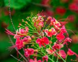 Peacock Flower, (Caesalpinia pulcherrima) (DTHN0397)