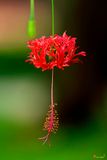Spider Hibiscus, Fringed Rosemallow, Japanese Lantern, or Coral Hibiscus (Hibiscus schizopetalus) (DTHN0403)