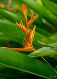 Heliconia (Heliconia sp.) (DTHN0404)