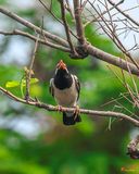 Indian Pied Myna or Asian Pied Starling (Gracupica contra) (DTHN0050)