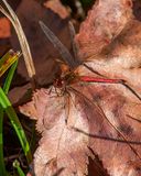 Ruby Meadowhawk or Red-tailed Meadowfly (Dragonfly) (Sympetrum rubicundudlum) (DIN0346)