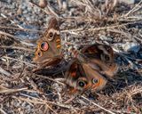 Common Buckeye Butterflies Courting (Junonia coenia) (DIN0348)