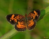Pearl Crescent (Phyciodes tharos) (DIN0009)
