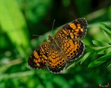 Pearl Crescent (Phyciodes tharos) (DIN0129)