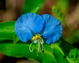 Erect Dayflower (Commelina erecta) (DFL1219)