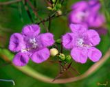 Purple False Foxglove or Purple Gerardia (Agalinis purpurea) (DFF0026)