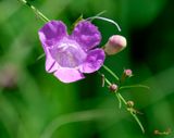 Purple False Foxglove or Purple Gerardia (Agalinis purpurea) (DFF0055)