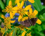 Juvenals Duskywing (Erynnis juvenalis) (DIN0355)