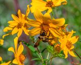 American Bumblebee (Bombus pensylvanicus) (DIN0351)