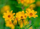 Tickseed Sunflowers (Bidens aristosa) (DFL1233)