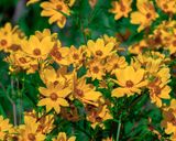 Tickseed Sunflowers (Bidens aristosa) (DFL1237)