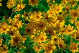Tickseed Sunflowers (Bidens aristosa) (DFL1238)