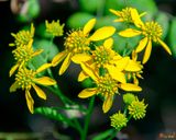Wingstem (Actinomeris alternifolia) (DFL1239)