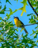 Yellow-breasted Chat (Icteria virens) (DSB0234)