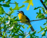 Yellow-breasted Chat (Icteria virens) (DSB0235)