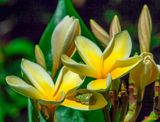 Plumeria Celadine  (Plumeria sp.) (DHC0025)