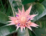 Silver Vase Bromeliad or Urn Plant  (Aechmea fasciata) (DHC0034)