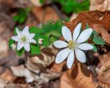 Rue Anemone (Thalictrum thalictroides) (DFL1258)