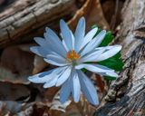 Bloodroot with Double Petals (Sanguinaria canadensis) (DFL1262)
