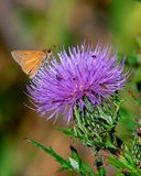 Sachem Skipper (Atalopedes campestris) (DIN0358)