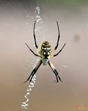 Black and Yellow Argiope, Yellow Garden Spider (Argiope aurantia) (DIN0226)