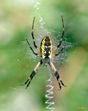 Black and Yellow Argiope (Argiope aurantia) (DIN0227)