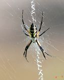 Black and Yellow Argiope or Yellow Garden Spider (Argiope aurantia) (DIN0231)
