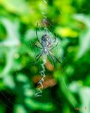 Black and Yellow Argiope (Argiope aurantia) (DIN0363)