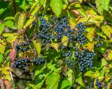 Downy Arrowwood Berries (Viburnum rafinesquianum) (DFL1263)